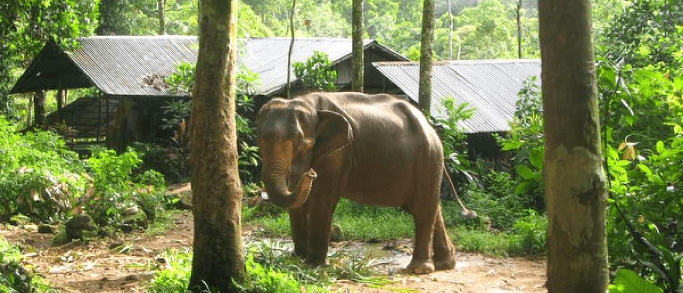 Elephant Trekking